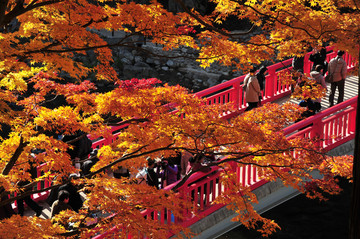 日本风景银杏