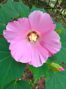 木棉花