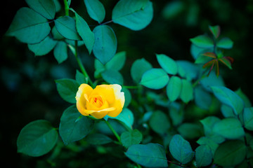 玫瑰月季花朵鲜花