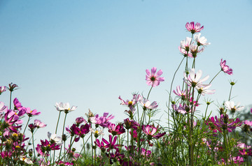 格桑花仰拍