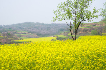 油菜花和绿树