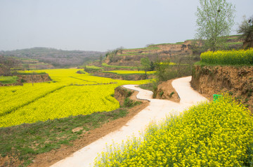 油菜花和土路