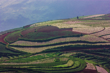 梯田油画