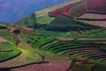 田园风光油画