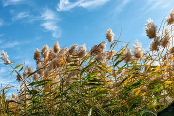 居延海芦苇