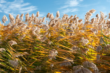 居延海芦苇