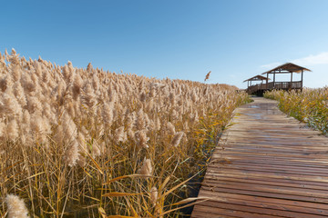 额济纳旗居延海芦苇