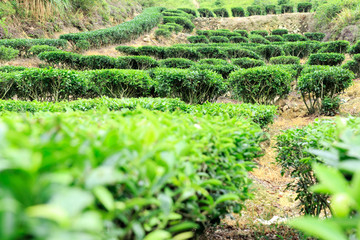 茶山茶树