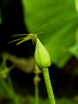 蜻蜓立头