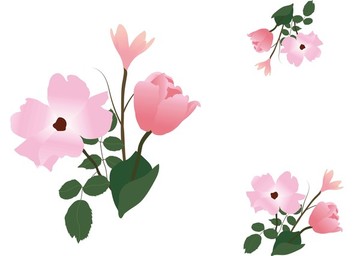 蔥蘭郁金香月季粉色花卉