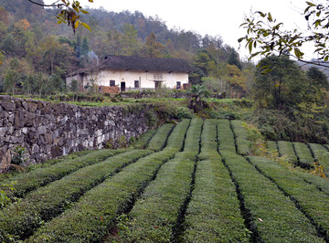 农家门前的茶园