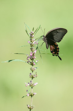 黑蝴蝶和益母草