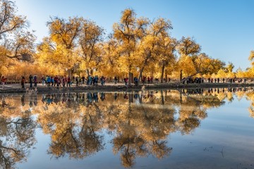 额济纳旗胡杨树