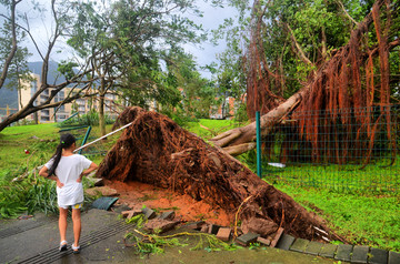 台风刮倒的大树