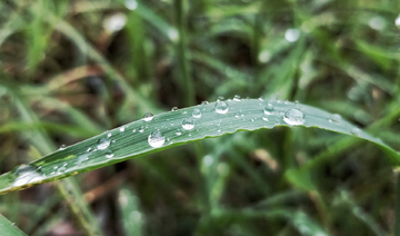 白露  露珠