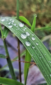 白露  深秋