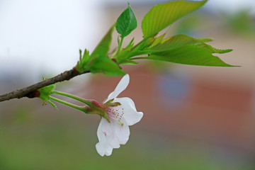 白色樱花高清摄影图