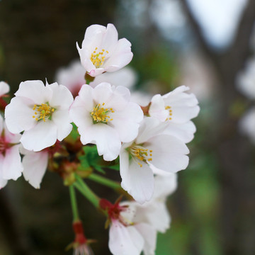 白色樱花高清摄影图