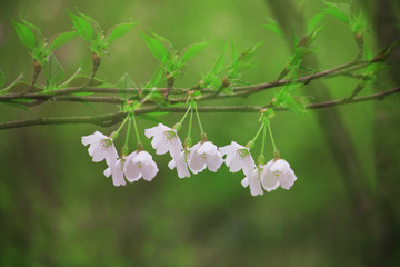 白色樱花多重曝光高清摄影图