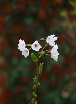 白色樱花高清摄影图