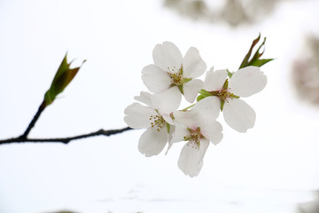 白色樱花高清摄影图