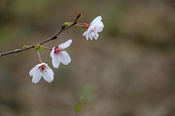 白色樱花高清摄影图
