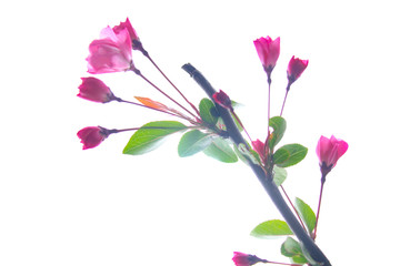 垂丝海棠花高清摄影图