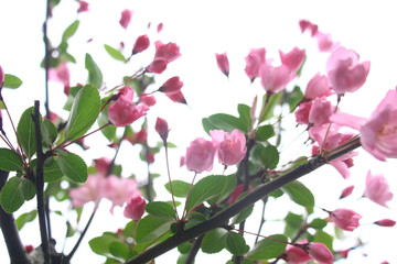 海棠花高清摄影图