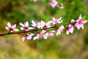 盛开的桃花高清摄影图