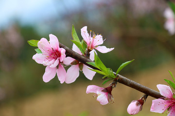 盛开的桃花高清摄影图