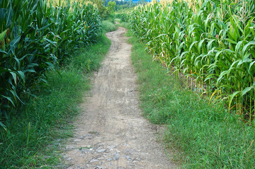 田间小路