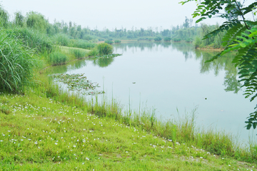 成都白鹭湾湿地