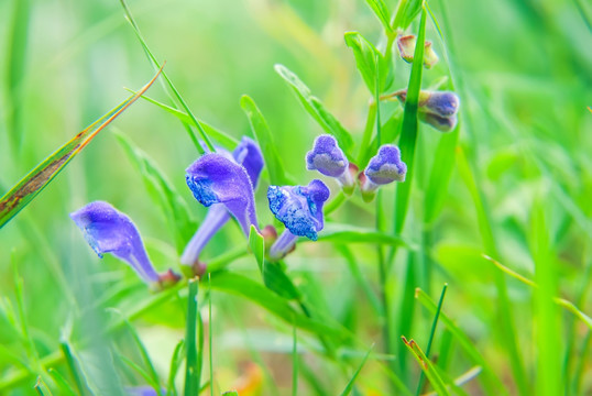 蓝花