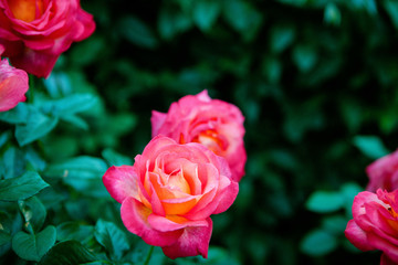 玫瑰月季蔷薇花朵