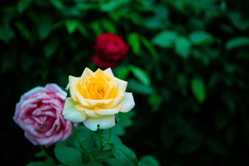 玫瑰月季蔷薇花朵