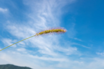 狗尾草天空