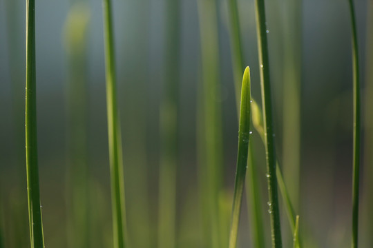 露珠与韭菜