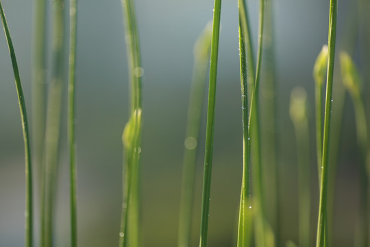 露珠与韭菜叶