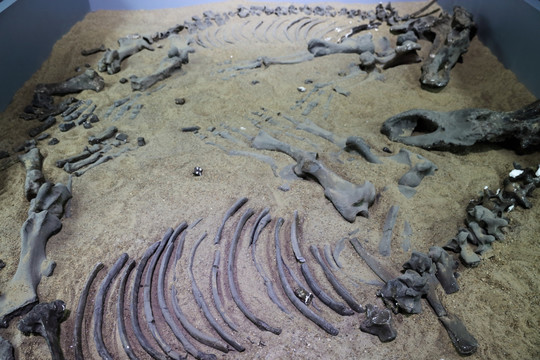 披毛犀化石