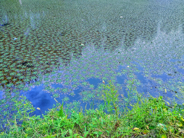 湖面菱角