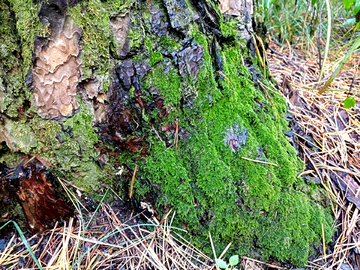 树桩苔藓