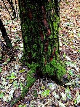 树根苔藓