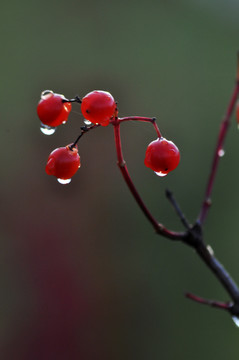 雨后红果