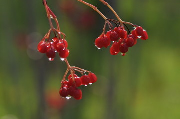 雨后红果