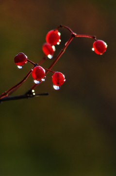 雨后红果