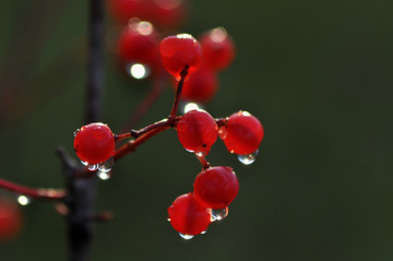 雨后红果