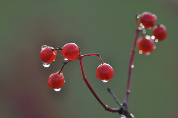 雨后红果