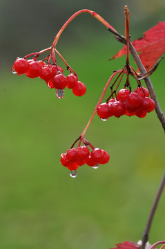 雨后红果