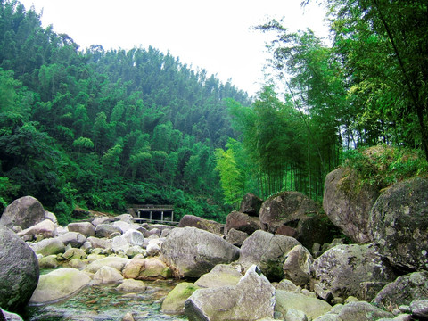 山峡翠竹