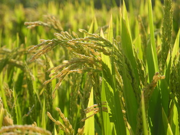 即将成熟的水稻